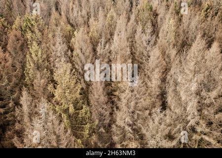 germany,thuringia,masserberg,heubach,dead trees,oblique view,aerial view Stock Photo