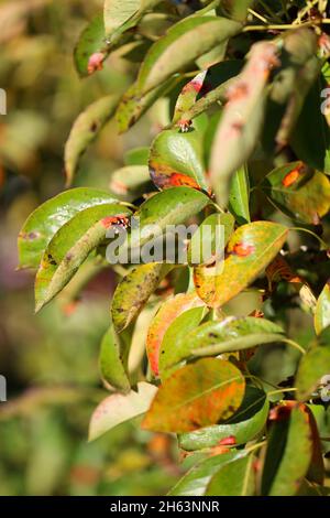 pear grate (gymnosporangium fuscum syn.gymnosporangium sabinae) on pear leaves in the home garden Stock Photo