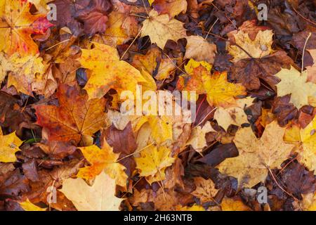 colorful autumn leaves,lying on the ground,germany,europe Stock Photo