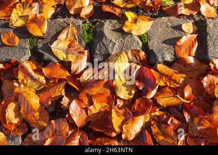 colorful autumn leaves,lying on the ground,germany,europe Stock Photo