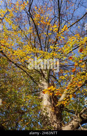 tree trunk,autumnal discolored beech leaves on branches,bremen,germany,europe Stock Photo