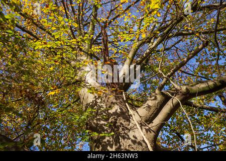 tree trunk,autumnal discolored beech leaves on branches,bremen,germany,europe Stock Photo