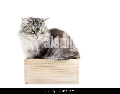 Beautiful gray kitten portrait, sitting in a wooden box, on a white background Stock Photo