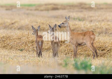 roe deer (capreolus capreolus) on a stubble field,doe with fawns,august,summer,hesse,germany Stock Photo