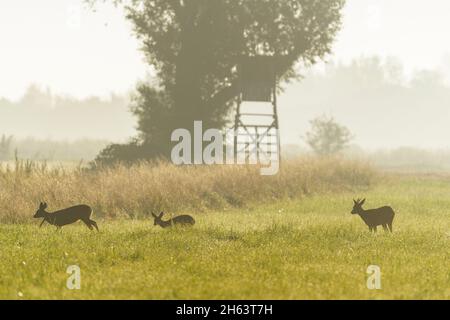 roe deer (capreolus capreolus) in the morning mist on a meadow,in the background a high seat,august,summer,hesse,germany Stock Photo