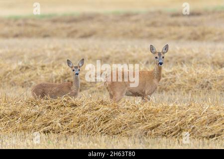 roe deer (capreolus capreolus) on a stubble field,doe with fawn,august,summer,hesse,germany,europe Stock Photo