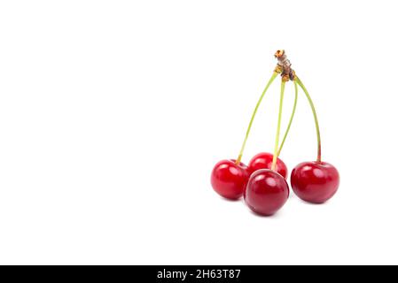 Four dark red fresh cherries on a white background. Isolated on white cherry Stock Photo