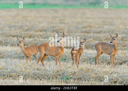roe deer (capreolus capreolus) on a stubble field,ricken with fawns,august,summer,hesse,germany Stock Photo