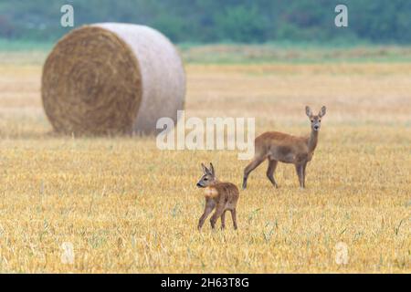 roe deer (capreolus capreolus) on a stubble field,doe with fawn,august,summer,hesse,germany Stock Photo