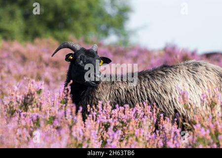 heidschnucke in blooming heather,wilseder berg,nature reserve near wilsede near bispingen,lueneburg heath nature park,germany,lower saxony Stock Photo