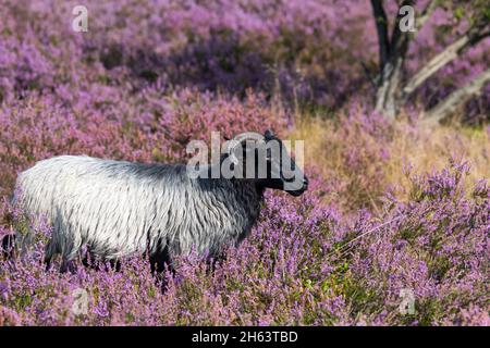 heidschnucke in blooming heather,wilseder berg,nature reserve near wilsede near bispingen,lueneburg heath nature park,germany,lower saxony Stock Photo