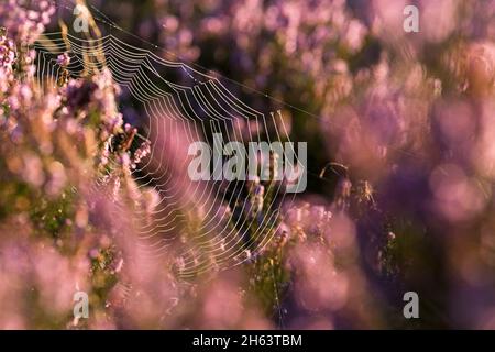 a spider has woven its web between blooming heather bushes,dewdrops make the threads shine in the sunlight,morning light,totengrund,nature reserve near wilsede near bispingen,lüneburg heath nature park,germany,lower saxony Stock Photo