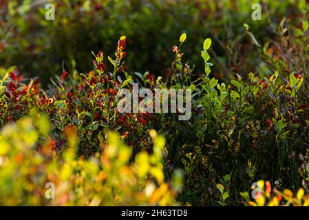 the autumn-colored foliage of the blueberry bushes glows in the evening light,steingrund,nature reserve near wilsede near bispingen,lueneburg heath nature park,germany,lower saxony Stock Photo