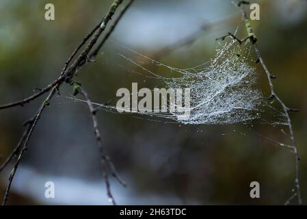 a spider web covered with dew drops hangs in the branches,in the forest at totengrund,nature reserve near bispingen,lüneburg heath nature park,germany,lower saxony Stock Photo