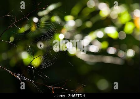 a spider has woven its web in the branches,sunlight falls through the leaves and sets colorful reflections,in the forest at totengrund,nature reserve near bispingen,lüneburg heath nature park,germany,lower saxony Stock Photo