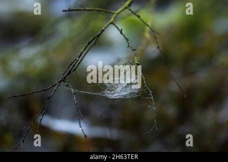 a spider web covered with dew drops hangs in the branches,in the forest at totengrund,nature reserve near bispingen,lüneburg heath nature park,germany,lower saxony Stock Photo