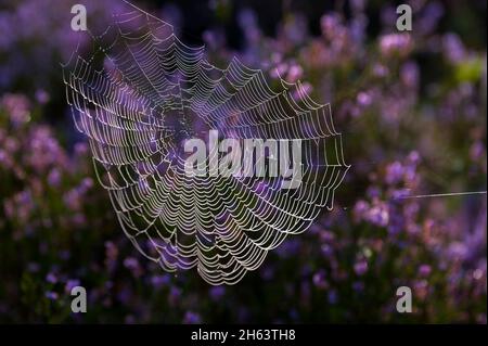 a spider has woven its web between blooming heather bushes,dewdrops make the spider threads light up in the backlight,behringer heide,nature reserve near behringen near bispingen,lüneburg heath nature park,germany,lower saxony Stock Photo