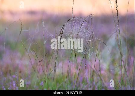 a spider web covered with dew drops hangs in the grass,morning light,behringer heide,nature reserve near behringen near bispingen,lüneburg heath nature park,germany,lower saxony Stock Photo