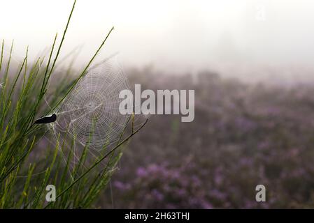 a spider has woven its web in a gorse bush,foggy mood in the behringer heide,nature reserve near behringen near bispingen,lüneburg heath nature park,germany,lower saxony Stock Photo