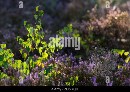 a spider has woven its web between young birch trees and blooming heather,dewdrops make the spider threads light up in the backlight,behringer heide,nature reserve near behringen near bispingen,lüneburg heath nature park,germany,lower saxony Stock Photo