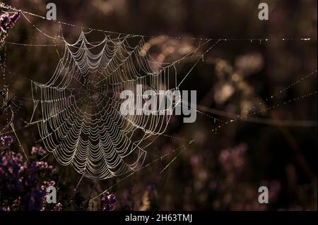 a spider has woven its web between blooming heather bushes,dewdrops make the spider threads light up in the backlight,morning light,behringer heide,nature reserve near behringen near bispingen,lüneburg heath nature park,germany,lower saxony Stock Photo
