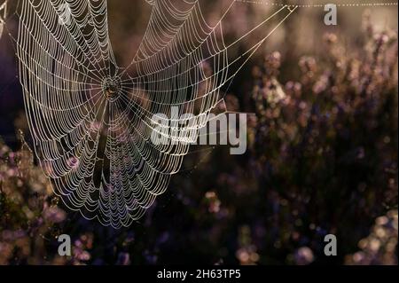 a spider has woven its web between blooming heather bushes,dewdrops make the spider threads light up in the backlight,morning light,behringer heide,nature reserve near behringen near bispingen,lüneburg heath nature park,germany,lower saxony Stock Photo
