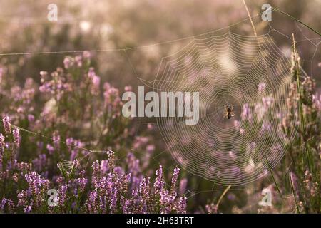 a spider has woven its web between blooming heather bushes,dewdrops make the spider threads light up in the backlight,behringer heide,nature reserve near behringen near bispingen,lüneburg heath nature park,germany,lower saxony Stock Photo