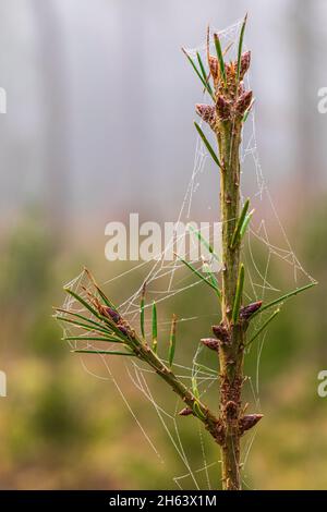forest pine (pinus sylvestris),spider web Stock Photo
