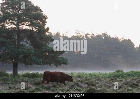 england,hampshire,the new forest,bull walking in the morning mist Stock Photo