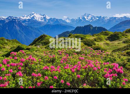 alpine rose blossom with a panorama of the summit of dom 4545m,matterhorn 4478m and weisshorn 4505m from the aletsch region hiking area,riederalp,valais alps,valais,switzerland Stock Photo