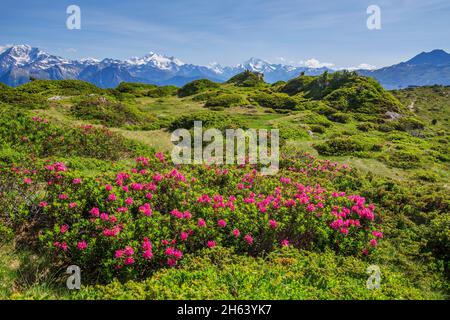 alpine rose blossom with a panorama of the summit of dom 4545m,matterhorn 4478m and weisshorn 4505m from the aletsch region hiking area,riederalp,valais alps,valais,switzerland Stock Photo