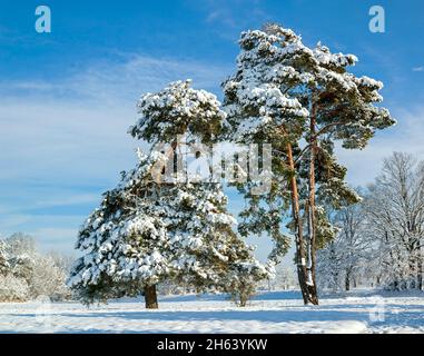 germany,baden-wuerttemberg,scots pines,pinus sylvestris Stock Photo