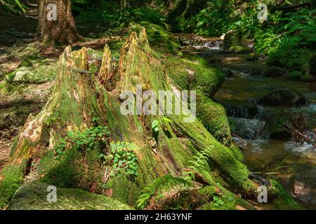 germany,baden-wuerttemberg,ottenhöfen,moss-covered tree stump on gottschlägbach in the gottschläge valley nature reserve - karlsruher grat in the northern black forest. Stock Photo