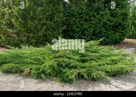 germany,baden-wuerttemberg,juniperus x pfitzeriana,'wilhelm pfitzer' pfitzer juniper Stock Photo