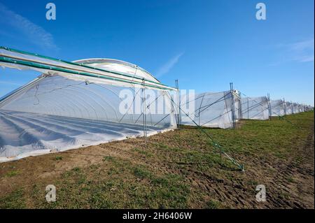 greenhouse,strawberry cultivation,agriculture,spring,hesse,germany Stock Photo