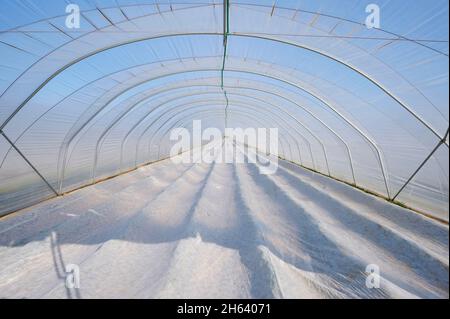 greenhouse,strawberry cultivation,agriculture,spring,hesse,germany Stock Photo
