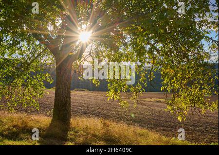 walnut tree,sunrise,autumn,höhefeld,wertheim,main-tauber-kreis,baden-württemberg,germany Stock Photo