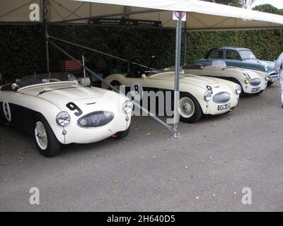 Daniel Schlatter #9, Mark Knopfler #8  1955 Austin Healey 100S, Goodwood Revival Sep 18th 2009 Stock Photo