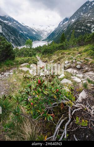 pine tree trunk,blue schlegeis stausee lake and alps mountains in background. zillertal,austria,europe. Stock Photo