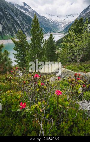 alpenrose flowes with schlegeis stausee lake in background. travel tourism hiking concept. zillertal,austria,europe. Stock Photo