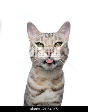 silver tabby bengal cat looking at camera sticking out tongue isolated on white background Stock Photo