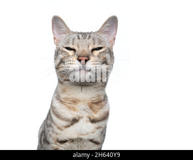 silver tabby bengal cat making funny face looking angrily or suspiciously isolated on white background Stock Photo