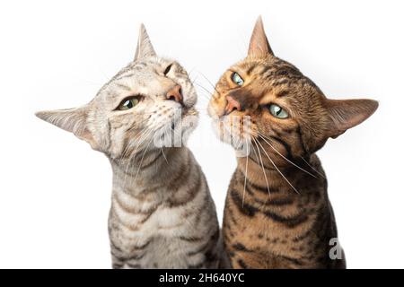 two different colored symmetrical posing bengal cats side by side making funny face isolated on white background Stock Photo
