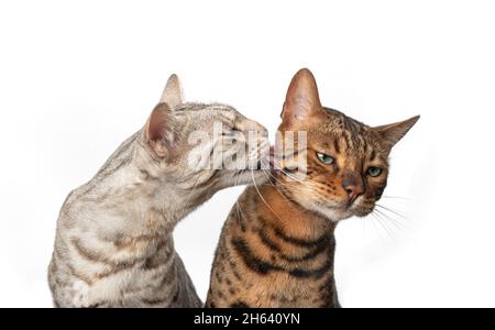 silver tabby bengal cat licking brown cat that's annoyed and displeased isolated on white background Stock Photo