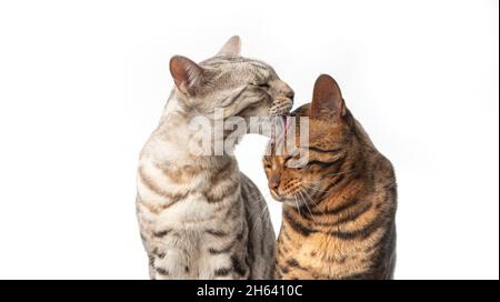silver tabby bengal cat grooming brown bengal cat cleaning licking head isolated on white background Stock Photo