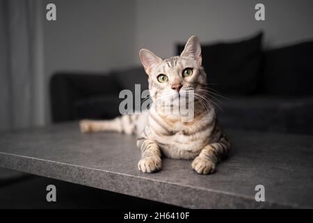 portrait of a curious bengal cat resting on living room table in fron of couch Stock Photo