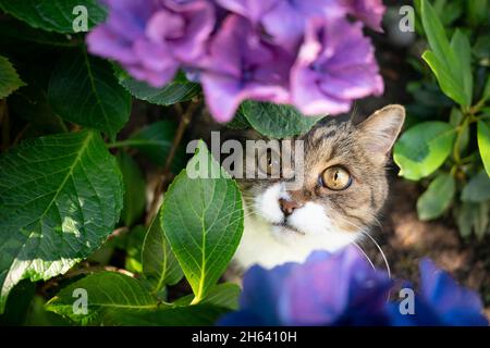shy tabby white british shorthair cat hiding under blossoming hydrangea plant outdoors Stock Photo