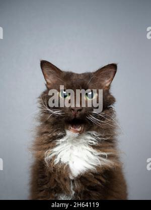 chocolate white brown laperm cat with curly long fur looking at camera with mouth open making funny face Stock Photo