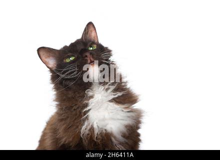 brown laperm cat with curly longhair fur looking up curiously isolated on white background Stock Photo