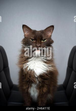 chocolate white brown laperm cat with curly longhair fur making funny face looking angrily or displeased on gray background with copy space Stock Photo